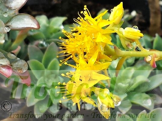 Sedum palmeri