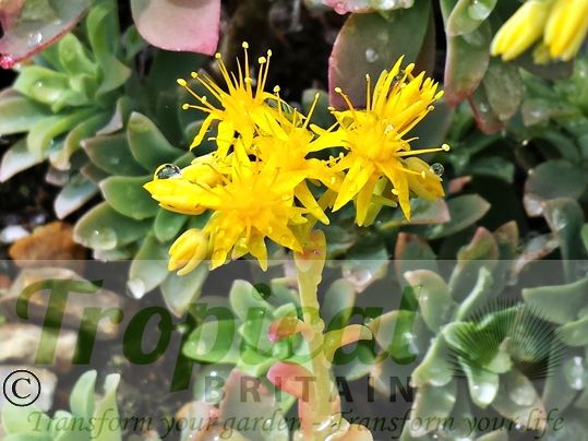 Sedum palmeri