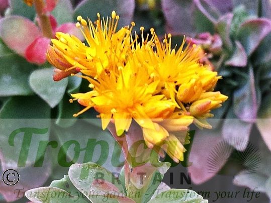Sedum palmeri