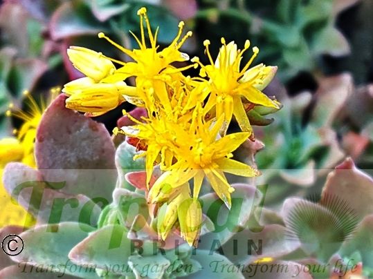Sedum palmeri