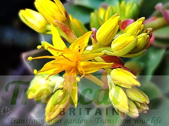 Sedum palmeri