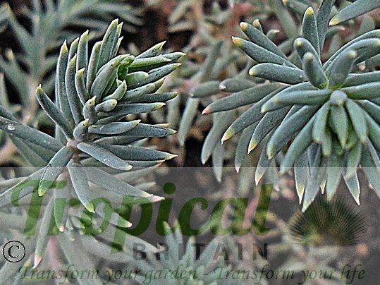 Sedum reflexum