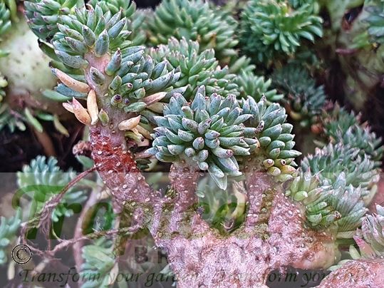 Sedum reflexum forma cristatum