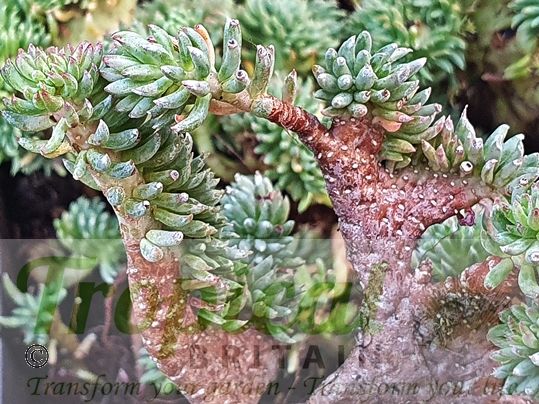 Sedum reflexum forma cristatum