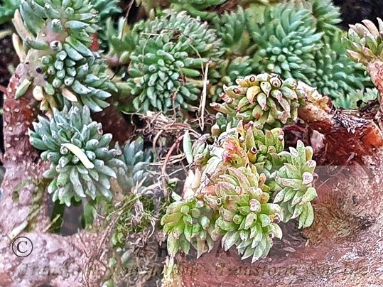Sedum reflexum forma cristatum