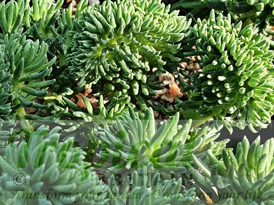 Sedum reflexum forma cristatum