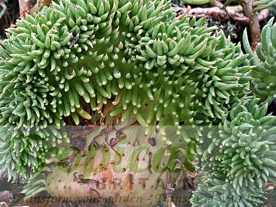 Sedum reflexum forma cristatum