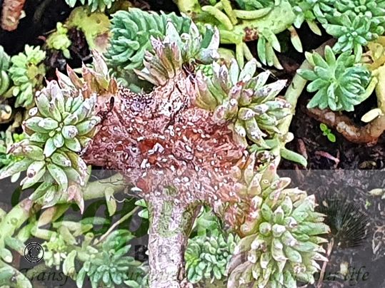 Sedum reflexum forma cristatum