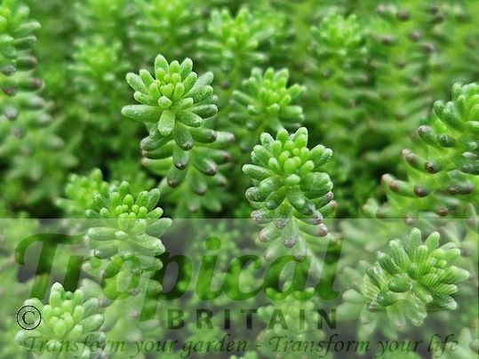 Sedum sexangulare - greener if grown in wet shady conditions