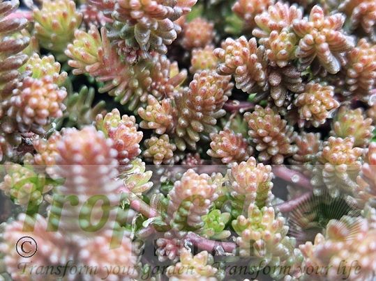 Sedum sexangulare