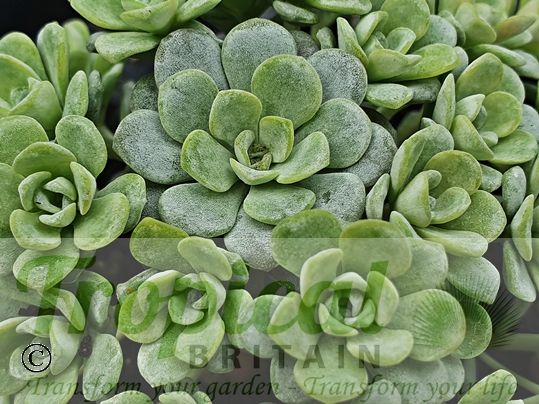 Sedum spathulifolium 'Cape Blanco' - new growth is greener