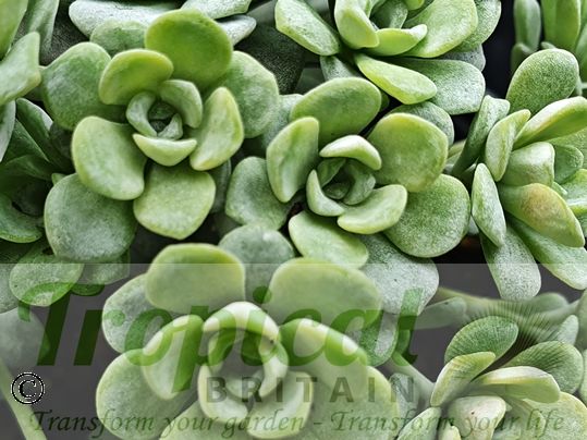 Sedum spathulifolium 'Cape Blanco'