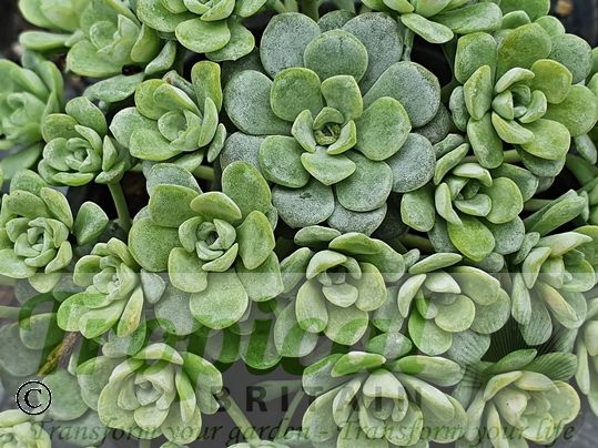 Sedum spathulifolium 'Cape Blanco'