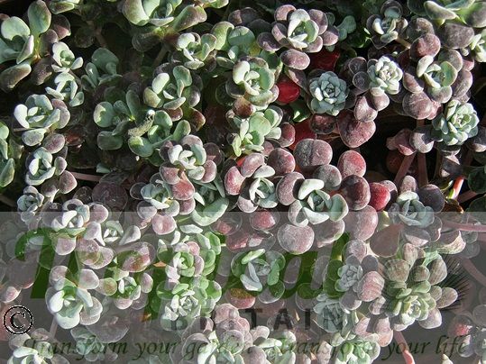Sedum spathulifolium 'Purpureum'