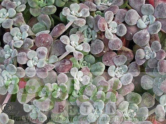 Sedum spathulifolium 'Purpureum'