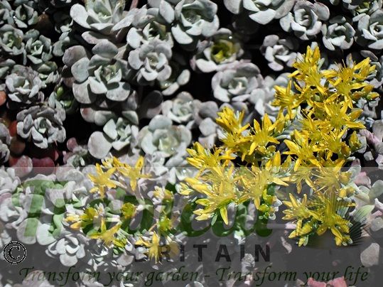 Sedum spathulifolium 'Purpureum'