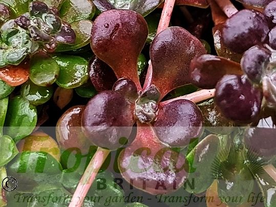 Sedum spathulifolium 'Purpureum'