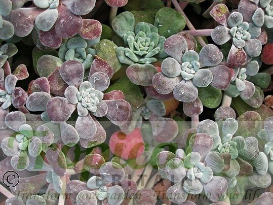 Sedum spathulifolium 'Purpureum'
