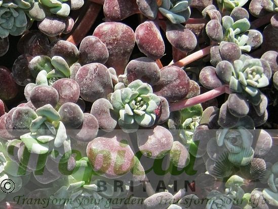 Sedum spathulifolium 'Purpureum'
