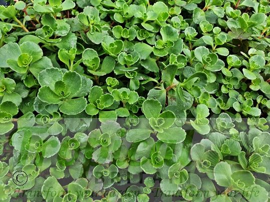 Sedum spurium