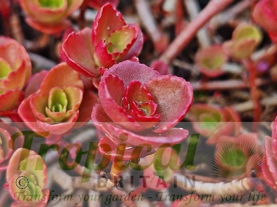 Sedum spurium