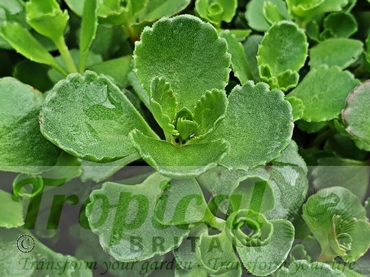 Sedum spurium