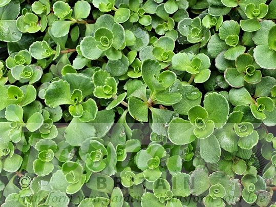 Sedum spurium