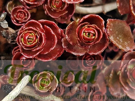 Sedum spurium 'Dragon's Blood'