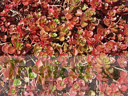 Sedum spurium 'Dragon's Blood'