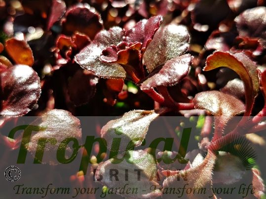 Sedum spurium 'Dragon's Blood'