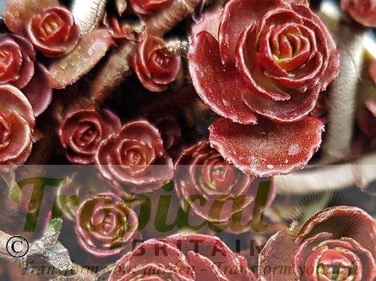 Sedum spurium 'Dragon's Blood'
