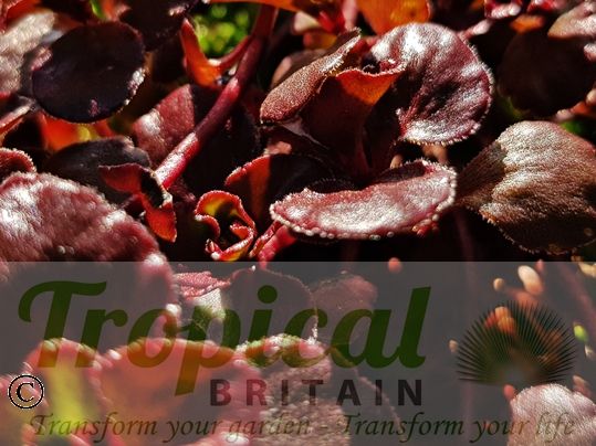 Sedum spurium 'Dragon's Blood'