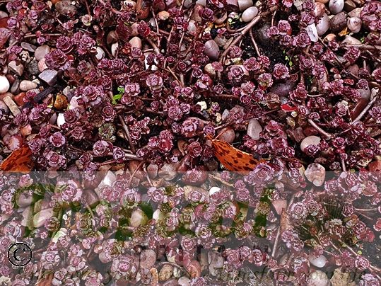 Sedum spurium 'Dragon's Blood'