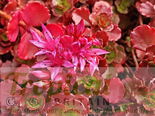 Sedum spurium 'Dragon's Blood'