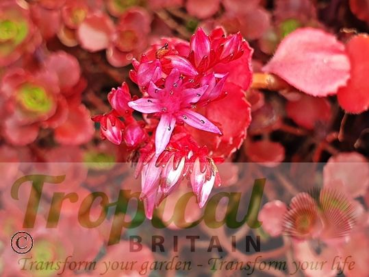 Sedum spurium 'Dragon's Blood'