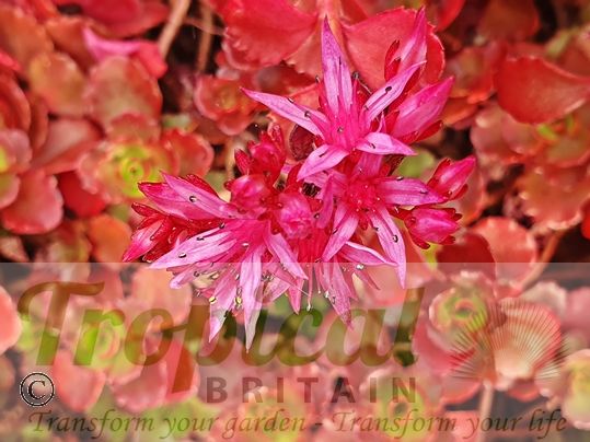 Sedum spurium 'Dragon's Blood'