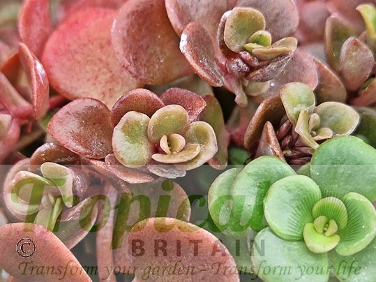 Sedum tetractinum 'Coral Reef'