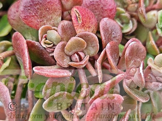 Sedum tetractinum 'Coral Reef'