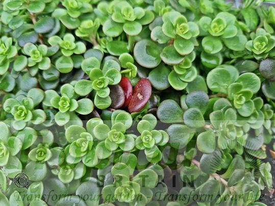 Sedum tetractinum 'Coral Reef' - green winter colouration