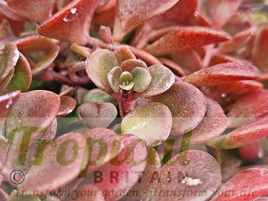 Sedum tetractinum 'Coral Reef'