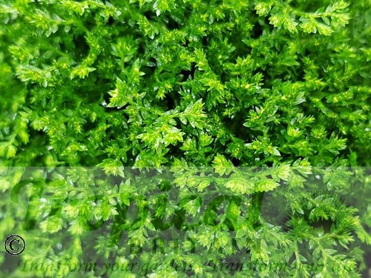 Selaginella apoda