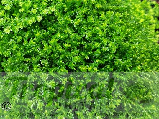 Selaginella apoda
