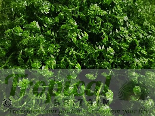 Selaginella apoda