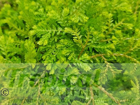 Selaginella kraussiana 'Aurea'