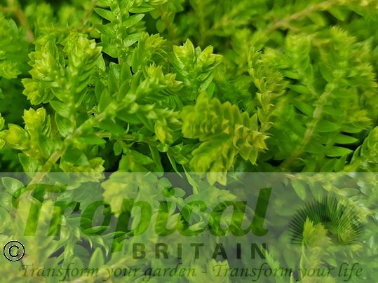 Selaginella kraussiana 'Aurea'