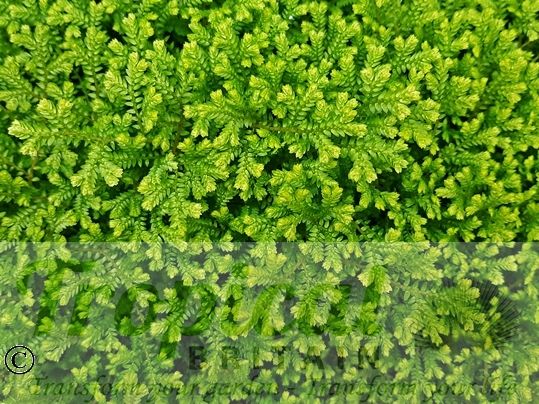 Selaginella kraussiana 'Aurea'