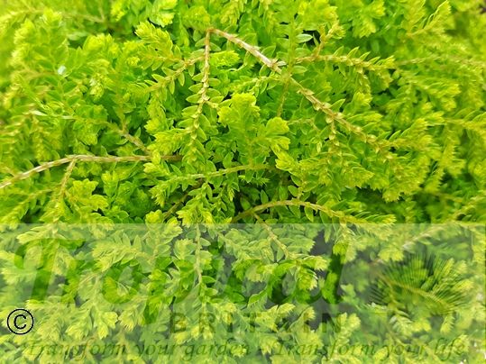 Selaginella kraussiana 'Aurea'
