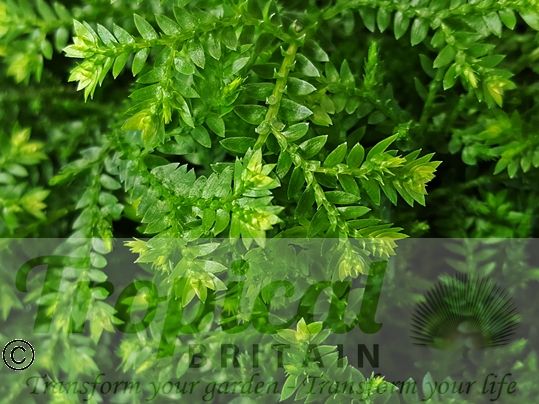 Selaginella kraussiana ‘Gold Tips’