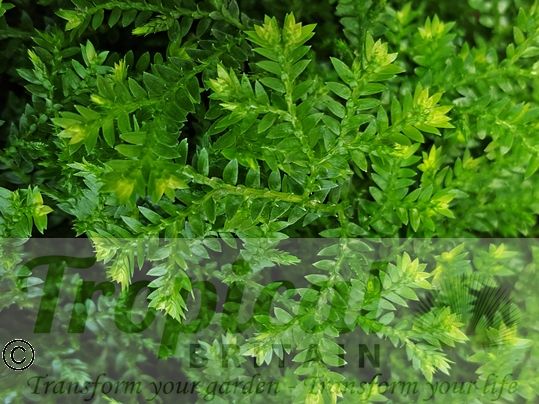 Selaginella kraussiana ‘Gold Tips’