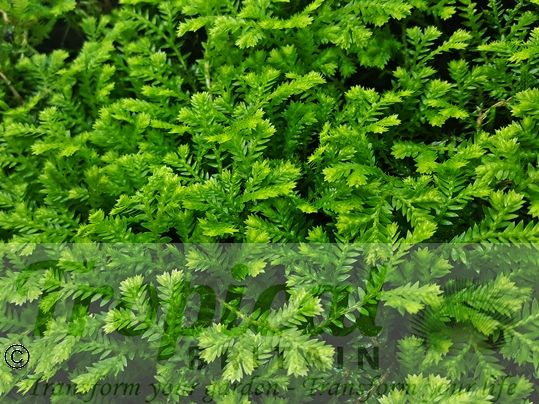 Selaginella kraussiana ‘Gold Tips’